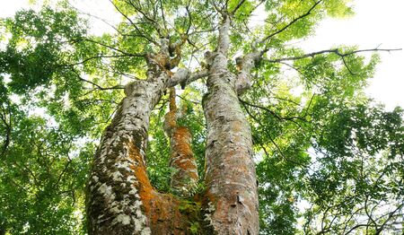 A tropical tree with green leavesの写真素材