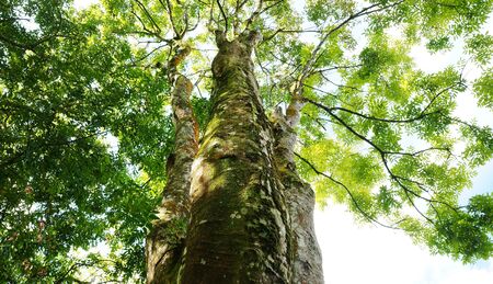 A tropical tree with green leavesの写真素材