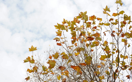 autumn trees with colorful leaves against white skyの写真素材