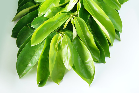 Branch of Soursop leaves on white backgroundの写真素材