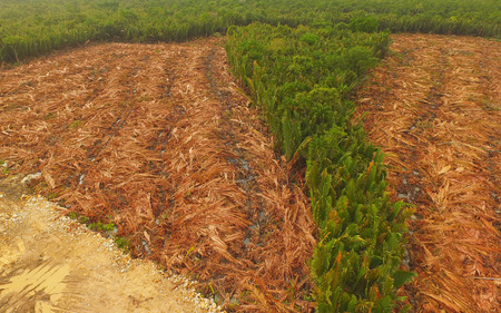 Aerial view - Deforestation of Nipa, tropical mangrove swamp forest of Borneoの写真素材