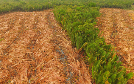 Aerial view - Deforestation of Nipa, tropical mangrove swamp forest of Borneoの写真素材