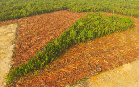 Aerial view - Deforestation of Nipa, tropical mangrove swamp forest of Borneoの写真素材