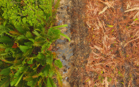 Aerial view - Deforestation of Nipa, clear of tropical mangrove swamp forest of Borneo, for house developmentの写真素材