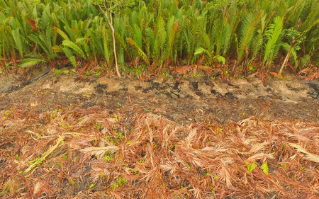 Aerial view - Deforestation of Nipa, clear of tropical mangrove swamp forest of Borneo, for house developmentの写真素材