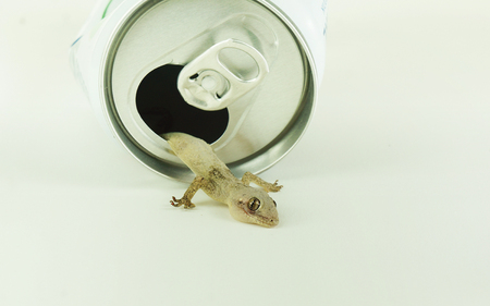House lizard (Gecko) crawling out from aluminum can - Pest control conceptの写真素材