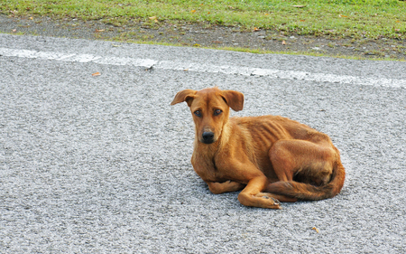 A poor hungry dog on a pedestrian street (Mad dog disease/Rabies) resulted in decades of catch and killの写真素材