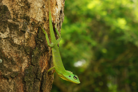 A Chinese water dragon (Physignathus Cocincinus), a Borneo green lizard on a tree trunkの写真素材