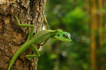 A Chinese water dragon (Physignathus Cocincinus), a Borneo green lizard on a tree trunkの写真素材