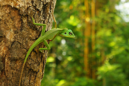 A Chinese water dragon (Physignathus Cocincinus), a Borneo green lizard on a tree trunkの写真素材