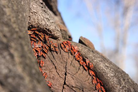 Group of fire bugs on a treeの写真素材