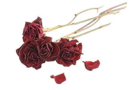 Red dried roses isolated on white background (saved with clipping path)の写真素材