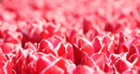 Background with many red tulipsの写真素材