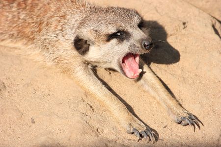 Suricate lying on the ground yawningの写真素材