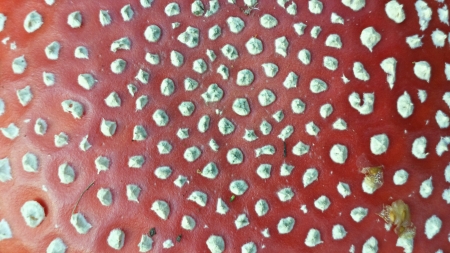 close up of cap of fly amanitaの素材