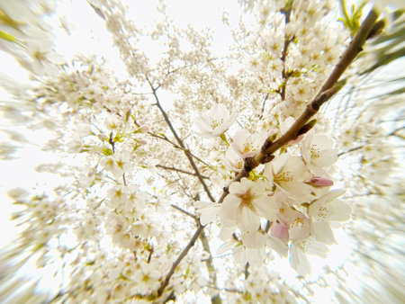 Tree in White bloomの素材