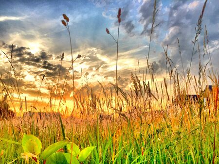 Golden sunset over a grass fieldの素材