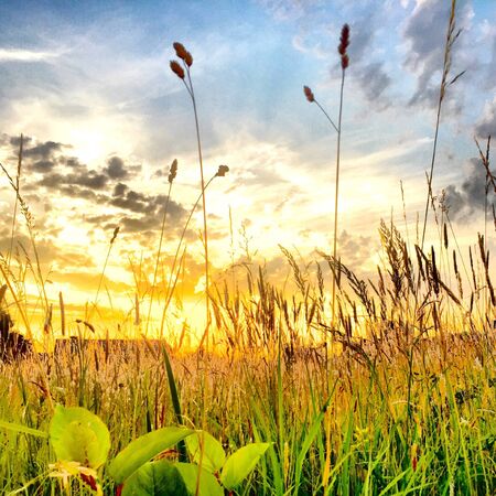 Golden sunset over a grass fieldの素材