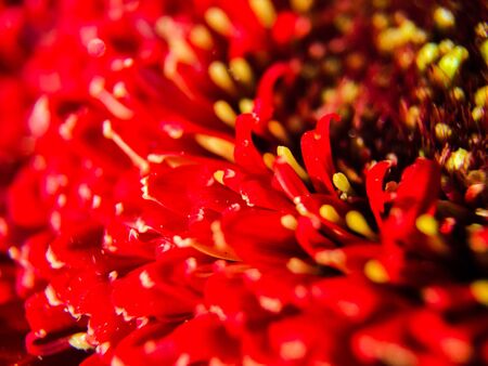 Macro photo of a red flowerの素材
