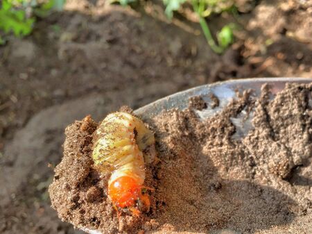 Bug larvae in the sandの素材