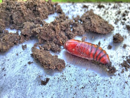 Bug larvae in the sandの素材