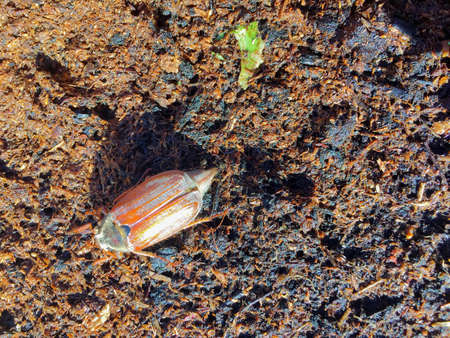 Bug in the sandの素材
