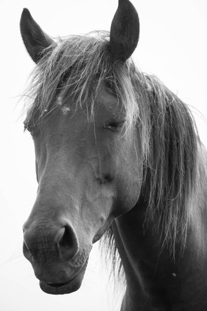 Belgian horse in a grass field in Black and Whiteの写真素材