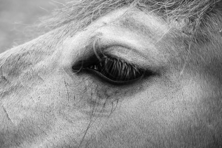 Belgian horse in a grass field in Black and Whiteの写真素材