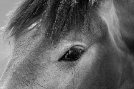 Belgian horse in a grass field in Black and Whiteの写真素材