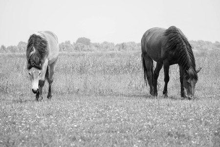 Belgian horse in a grass field in Black and Whiteの写真素材