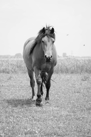 Belgian horse in a grass field in Black and Whiteの写真素材