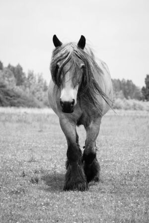 Belgian horse in a grass field in Black and Whiteの写真素材