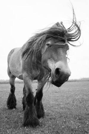 Belgian horse in a grass field in Black and Whiteの写真素材