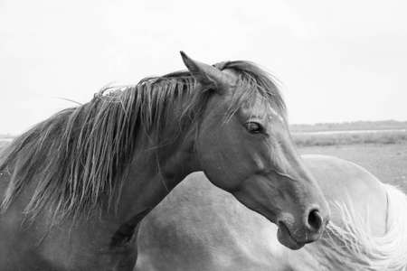 Belgian horse in a grass field in Black and Whiteの写真素材