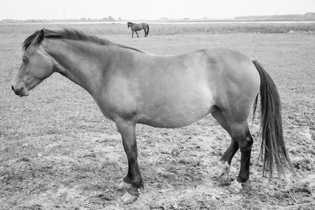 Belgian horse in a grass field in Black and Whiteの写真素材