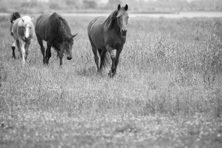 Belgian horse in a grass field in Black and Whiteの写真素材