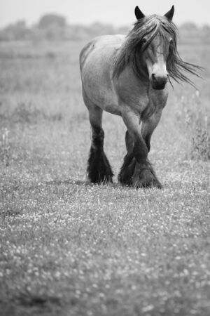 Belgian horse in a grass field in Black and Whiteの写真素材