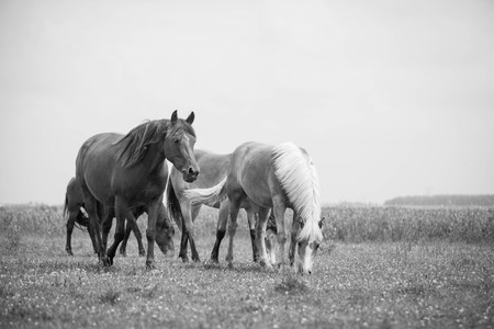 Belgian horse in a grass field in Black and Whiteの写真素材