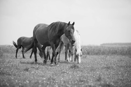 Belgian horse in a grass field in Black and Whiteの写真素材