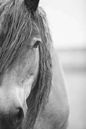 Belgian horse in a grass field in Black and Whiteの写真素材