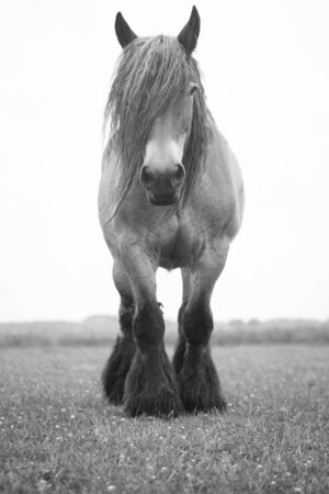 Belgian horse in a grass field in Black and Whiteの写真素材