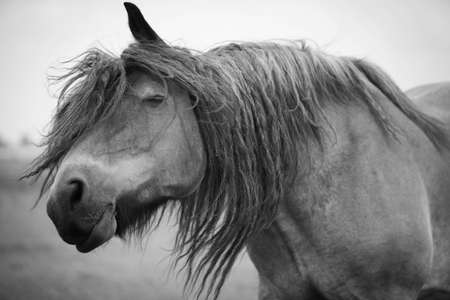 Belgian horse in a grass field in Black and Whiteの写真素材