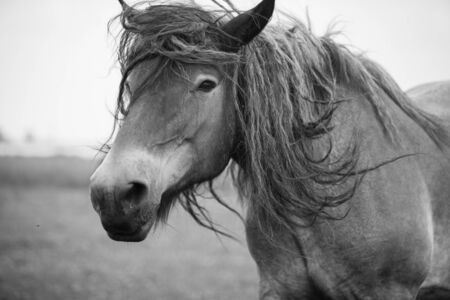 Belgian horse in a grass field in Black and Whiteの写真素材