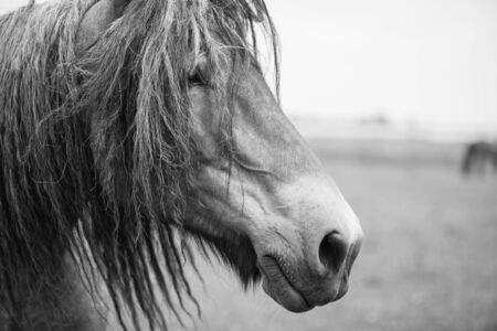 Belgian horse in a grass field in Black and Whiteの写真素材