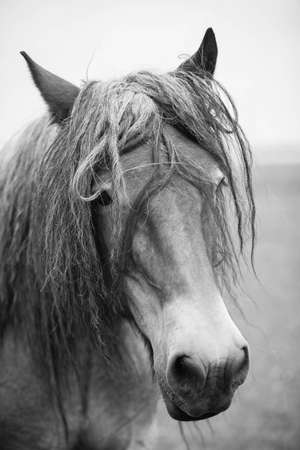 Belgian horse in a grass field in Black and Whiteの写真素材