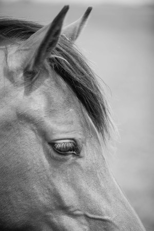 Belgian horse in a grass field in Black and Whiteの写真素材