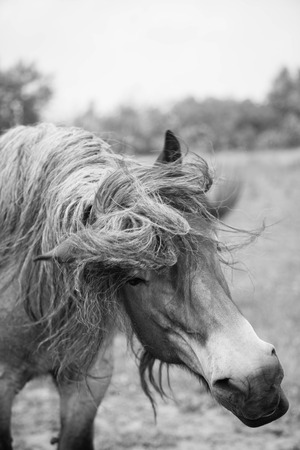 Belgian horse in a grass field in Black and Whiteの写真素材