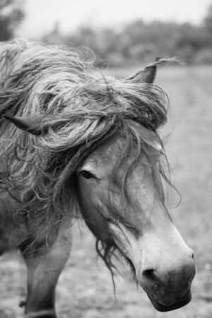 Belgian horse in a grass field in Black and Whiteの写真素材