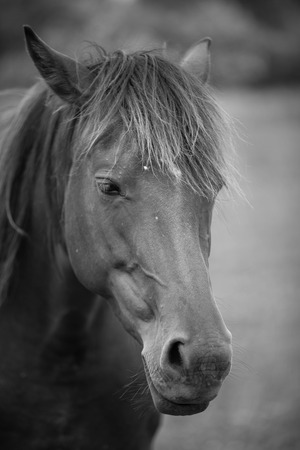 Belgian horse in a grass field in Black and Whiteの写真素材