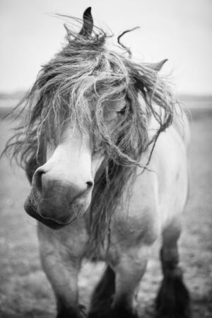 Belgian horse in a grass field in Black and Whiteの写真素材
